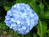 Hydrangea