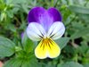Heartsease Pansy