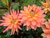Dahlias