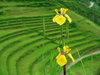 yellow flowers