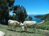 white cows