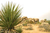 Desert landscape