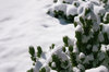 Snow with a small pine tree