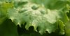 iceberg lettuce