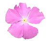 Pink flower