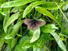 butterfly on leaves