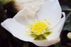 Hellebores