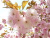 Cherry Blossom