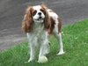 Dog with Ball
