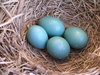 Robin eggs