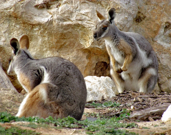 yellow-footed rock wallaby9: one of the Australian gentle colourful rock wallaby species