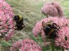 Bumblebees on Pink Flowers