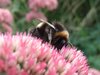 Bumblebee on Pink Flowers