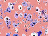 Retro Pattern Cells