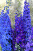 Blue Delphiniums