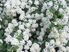 Flowers on the trees