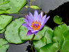 purple glory