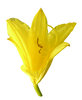 Yellow flower
