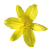 Yellow flower