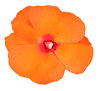 A flower