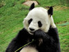 panda snack time3