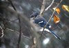 Blue Jay in Blizzard