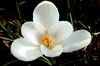 White Crocus