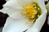 White Hellebores