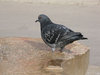 pigeon