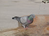 pigeon