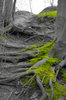 Moss green