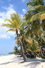 Tropical Island Holiday 3