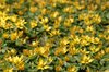 Winter aconite
