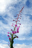 Fireweed single plant