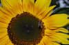 sunflower with bee