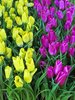 artificial tulips