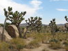 Joshua Trees