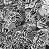 Bacteria