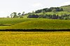 Field of Gold
