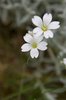 couple of flowers