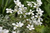 white flowers