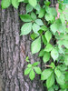 Vine