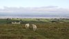 Wandering sheep