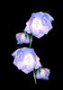 Harebells on black