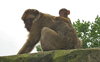 Barbary Macaque