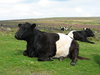 Cattle on Dartmoor
