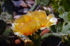 Cactus Flower