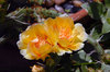 Cactus Flower