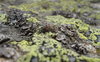 Lichen on Rock