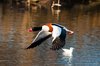 Shelduck